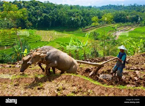  Mastering Rice Cultivation: An Intimate Portrait of Indonesian Agriculture